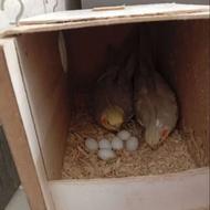 عروس هلندی مولد 5 عدد