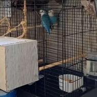 طوطی برزیلی