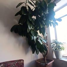 گل جو فیل بسیار زیبا