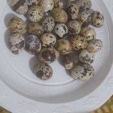 تخم بلدرچین و بلدرچین بالغ