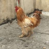 مرغ خروس برهما