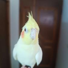 عروس هلندی ماده سخنگو رام و دستی