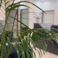 نیازمند مژه کار حرفه ای