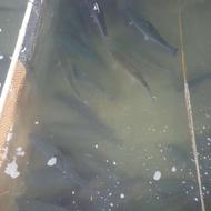 ماهی زنده قزل الا