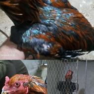 لاری اصیل ..