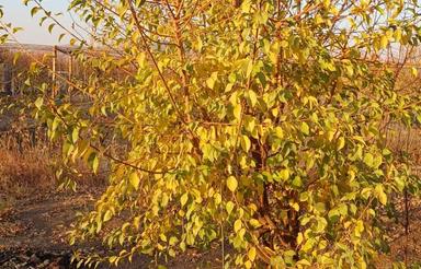 باغ فروشی سندار