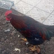 خروس جوان و بزرگ