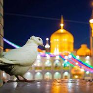 تور لحظه آخری مشهد