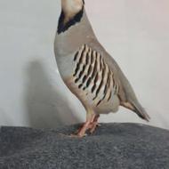 کبک اصیل کرمانشاه