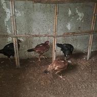 مرغ لاری هندی