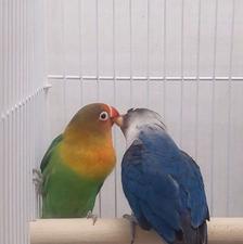 طوطی برزیلی