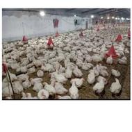 جوجە گوشتی نژاد راس 308 خالص