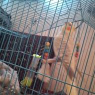 فروش دو عدد عروس هلندی