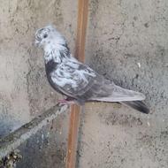 کفتر پرشی جفت 400