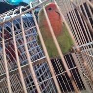 فروش یک عددطوطی