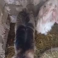 2تا بزغاله ماده قیمت مناسب 2تا باهم فقط 9/5