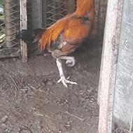 فروش خروس لاری جوان