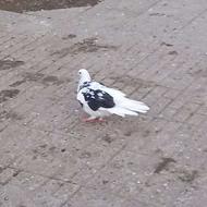 کبوتر پرشی نر