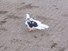 کبوتر پرشی نر در شیپور