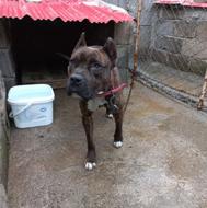 واگذاری سگ پیت بول