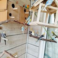 انواع پرنده مرغ عشق عروس هلندی طول برزیلی