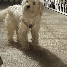 سگ ماده تریر