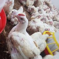 مرغ زنده گوشتی