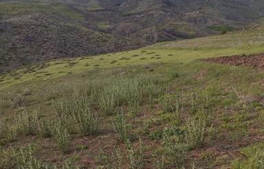 زمین ویلایی1000مترمربع درمنطقه کمرنق شادباد