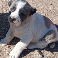 سگ ادمگیر و شاه توله سگ افغان اصل واگذاری