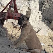 سگ دزدیده شده