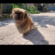 واگذار سگ پیکینیز