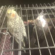 یک جفت طوطی عروس