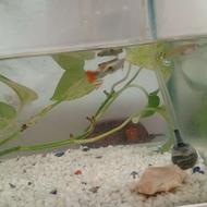 2تا گوپی بزرگ 50 تا بچه گوپی