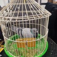 کفتر پرشی با قفس