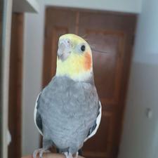 عروس هلندی نر سخنگو و رام