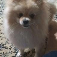 واگذاری پامرین 8ماهه