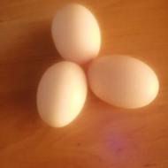 تخم مرغ نطفه دار نژاد گلپایگان