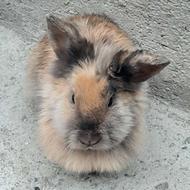 خرگوش پشمالو رام و دستی