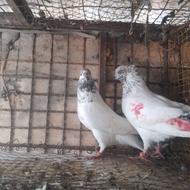 کبوتر پرشی کله دم سبز کله برنجی جفت