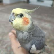 عروس هلندی نر سخنگو رام و دستی