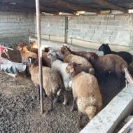 گوسفند بره پرواری گوشتی