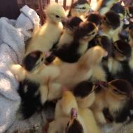 جوجه اردک خارجی