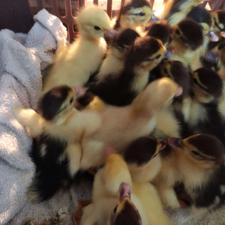 جوجه اردک خارجی