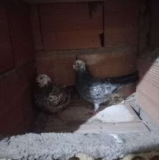 یک جفت کبوتر پرشی