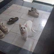 گربه سفید آموزش دیده