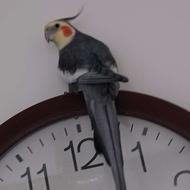 عروس هلندی سخنگو .طوطی برزیلی.