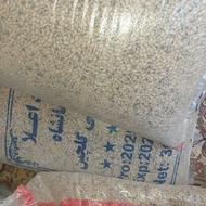 لوبیا چشم بلبلی زود پخت محصول پاییز امسال