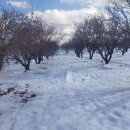 باغ بادام گردو ومیوه سند دار