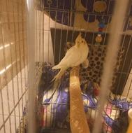 عروس هلندی 5 ماهه