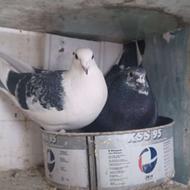 کبوتر المانی .سینه سیاه.عروس